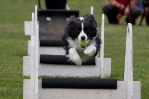 flyball